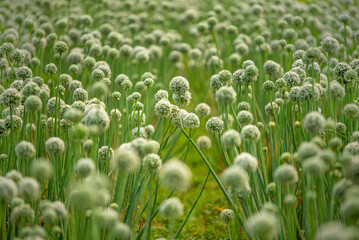 Blooming onion flower in natural daylight, grown for seed production. Tiny white florets form a perfect round cluster, showing the simple beauty of farm life and nature’s detail