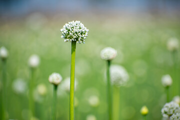 Blooming onion flower in natural daylight, grown for seed production. Tiny white florets form a perfect round cluster, showing the simple beauty of farm life and nature’s detail