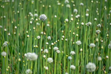 Blooming onion flower in natural daylight, grown for seed production. Tiny white florets form a perfect round cluster, showing the simple beauty of farm life and nature’s detail