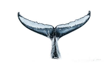 Aquatic display of breaching whale tail creating splash effect on transparent background