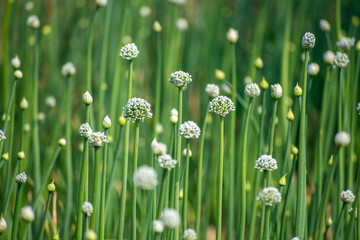Blooming onion flower in natural daylight, grown for seed production. Tiny white florets form a perfect round cluster, showing the simple beauty of farm life and nature’s detail