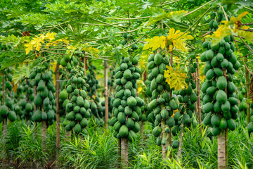 Fresh raw papayas hanging from tree in organic farm. Healthy tropical fruit rich in vitamins, showing natural farming and good harvest. Perfect for agriculture, gardening and organic food themes