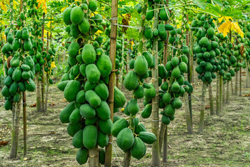 Fresh raw papayas hanging from tree in organic farm. Healthy tropical fruit rich in vitamins, showing natural farming and good harvest. Perfect for agriculture, gardening and organic food themes