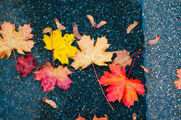 Brightly colored maple leaves fallen on dark asphalt in autumn rain