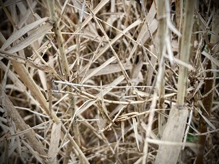 dry bamboo thicket creates a captivating natural texture, perfect for evoking a sense of calm and the quiet beauty of nature