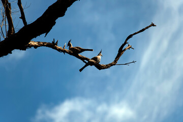 Two Crested Pigeons (Ocyphaps lophotes)