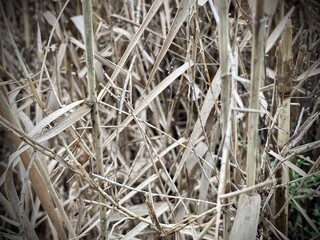 Abstract, textured shot of dry, weathered reeds, capturing the raw, natural patterns and earth tones of a desolate marsh environment. 