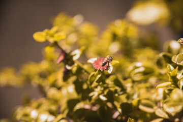 Naklejka premium bee collecting pollen from flower