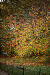 St James's Park London, autumn in London 