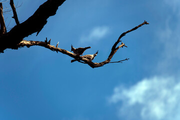 Two Crested Pigeons (Ocyphaps lophotes)