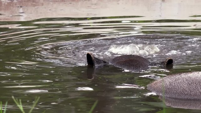 Close-up of Malayan tapir (Tapirus Indicus) lying relaxed in freshwater pond surrounded by green foliage. Large unusual exotic animal wallowing and bathing in water. Side view. Camera stays still.