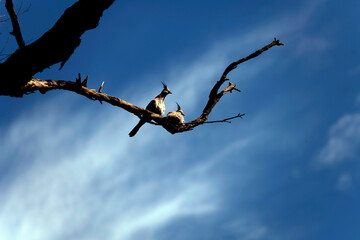 Two Crested Pigeons (Ocyphaps lophotes)