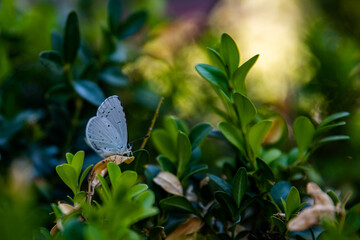 Blue butterfly stands among branches .