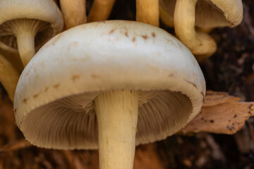 Mystische Pilzgruppe in Makroaufnahme – Wald und Natur