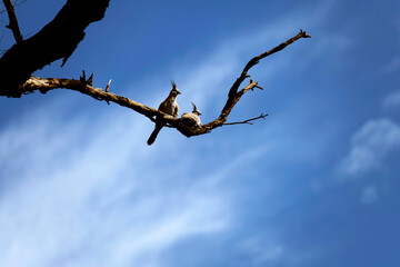 Two Crested Pigeons (Ocyphaps lophotes)