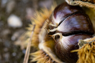 Reife Esskastanien in ihrer stacheligen Hülle
