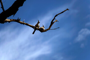 Two Crested Pigeons (Ocyphaps lophotes)