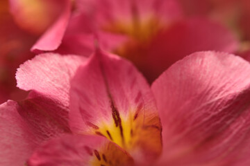 Fototapeta premium Smoke close-up selective soft focus cream yellow, pink Alstroemerieae lily flower petal, leaf. Macro blur natural abstract light background.
