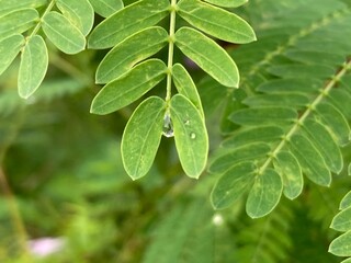 A detailed close-up of a vibrant green plant, showcasing the intricate patterns of the leaves, with a single, glistening water droplet suspended delicately.