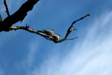 Two Crested Pigeons (Ocyphaps lophotes)