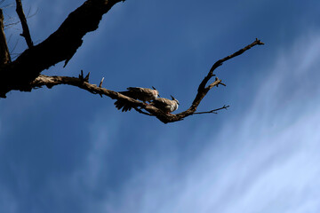 Two Crested Pigeons (Ocyphaps lophotes)