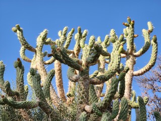 A Remarkable and Unique Cactus Formation Standing Proudly Beneath a Clear Blue Sky