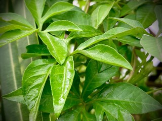 A detailed close-up of lush green plant foliage, revealing intricate leaf textures and vibrant hues, perfect for nature-themed projects.