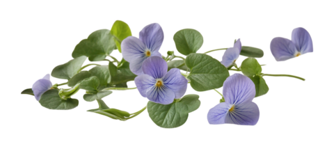 Delicate light purple violets with green leaves on a dark background isolated on a transparent background
