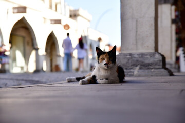 cat on the street