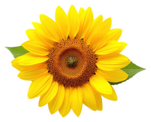 Fototapeta premium PNG Sunflower flower sunflower plant