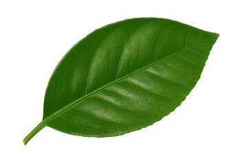 Obraz premium Fresh green leaf with clear veins, symbolizing nature, growth, and environmental sustainability, transparent background