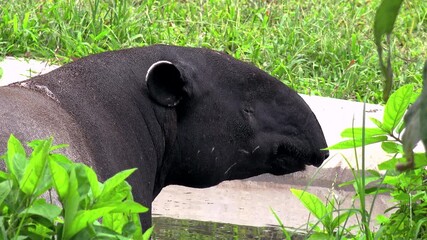 Close-up of Malayan tapir (Tapirus Indicus) lying relaxed in freshwater pond surrounded by green foliage. Large unusual exotic animal wallowing and bathing in water. Side view. Camera stays still.