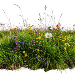 Fototapeta premium A vibrant close-up of a wildflower meadow with diverse grasses & colorful blossoms