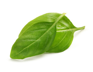 Fresh basil leaves on white background
