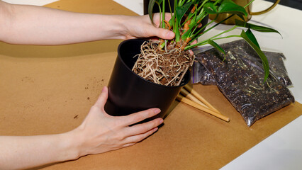 Repotting a green houseplant with visible roots into a black plastic pot.