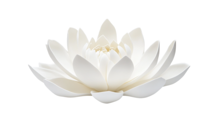 A fully bloomed white lotus flower with many delicate petals isolated on a transparent background white flower