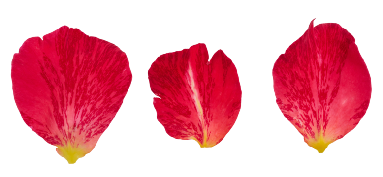 Three red petals with veins and a yellow base. Isolated background.