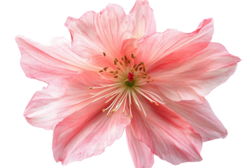 Delicate pink peach blossom flower with visible stamens and pistil isolated on a transparent background