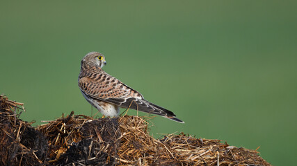 Falke in R&uuml;ckansicht sitzt auf Misthaufen vor gr&uuml;nem Hintergrund 