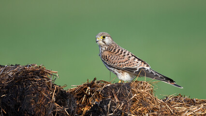 Porträt eines Raubvogel Falken in Seitenansicht mit Kamerablick sitzt auf Misthaufen vor grünem...