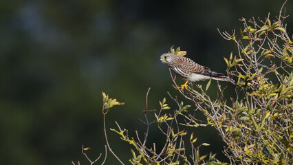 Falke auf der Jagd in Seitenansicht sitzt auf kahlem Baum vor gr&uuml;nem Hintergrund. Wildvogel in freier Natur als Postkartenmotiv zum Fr&uuml;hling