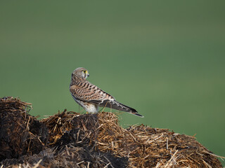 Falke kurz vor Abflug in Seitenansicht sitzt auf Misthaufen vor gr&uuml;nem Muster Hintergrund. Raubvogel in freier Natur. 