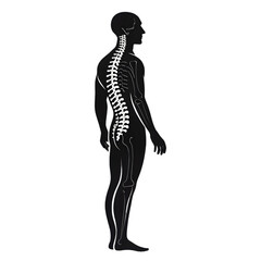 Fototapeta premium Human Body Silhouette with Spinal Nerves & Neural Network - Digital Anatomy Concept on transparent background