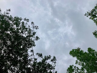 Obraz premium breathtaking view of the cloudy sky. the branches of trees, presenting a sense of peace, freedom and wonder background