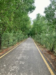 An expansive road cuts through a vibrant green canopy of trees, the sky peeking through as an invitation to journey and exploration.