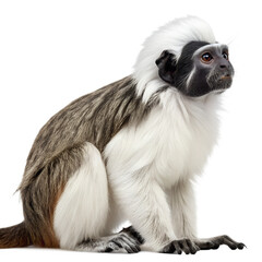 A white-cheeked gibbon sits gracefully with a sleek body and distinctive fur. Its expressive face and long limbs highlight its agile nature.