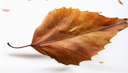 Leaf Leaves Isolated Autumn Winter Season Background Falling Fall Platanus Tree Wid Air W