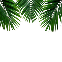 Fototapeta premium Lush green palm leaves arranged against a stark black background, creating a tropical border