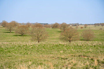 mixed autumnal colours with beech trees (Fagus sylvatica) in an scenic parkland landscape under blue sky 