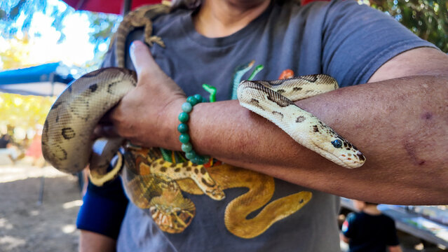 People learning about snakes and reptiles at an outdoor event with snakes and lizards with guests holding a Python snake in their hands